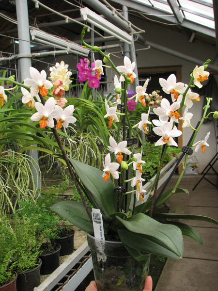 Phalaenopsis Mini Mark 'Maria Teresa'.jpg