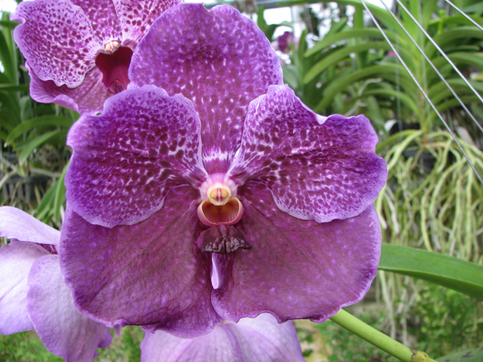 Vanda Pures Wax Patchara.jpg