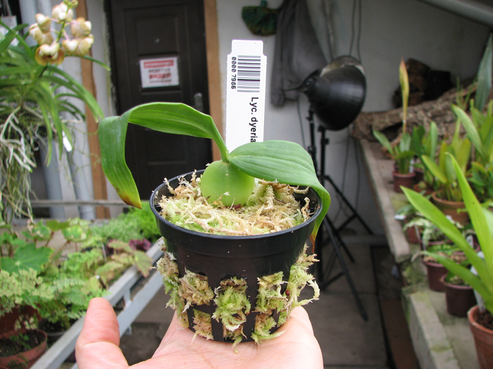 Lycaste dyeriana.jpg