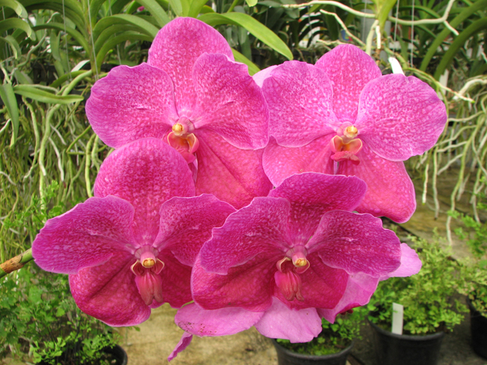 Vanda Kultana Fantasy.jpg