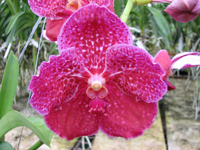 Vanda Pimsai x Vanda Tarab Waxy.jpg
