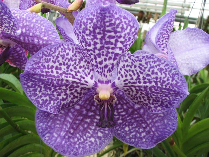 Vanda Thanadee x Srakaew.JPG