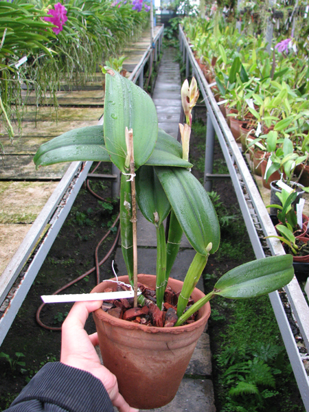 Cattleya maxima new.jpg