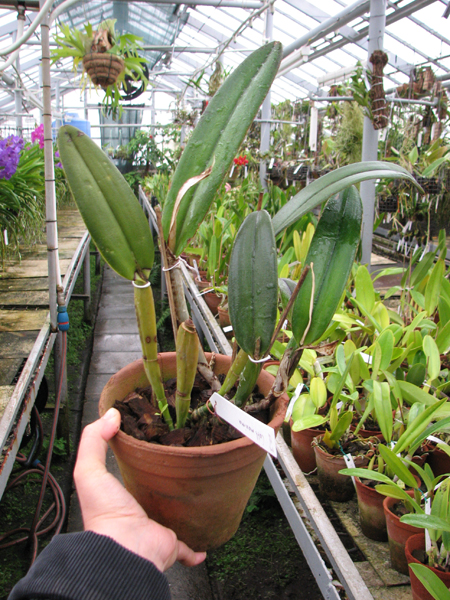 Cattleya maxima.jpg