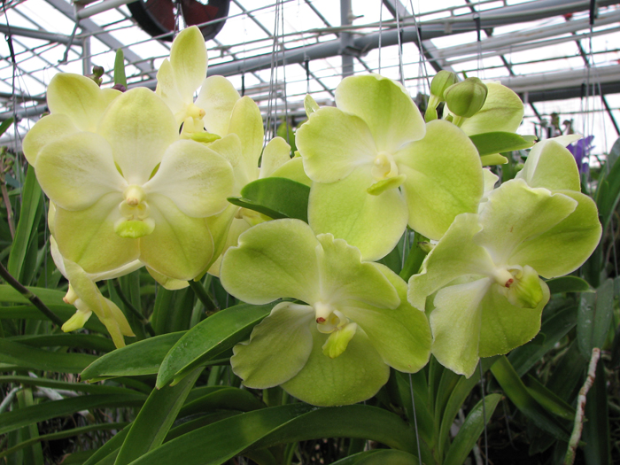 Ascocenda Somsri Gold.jpg