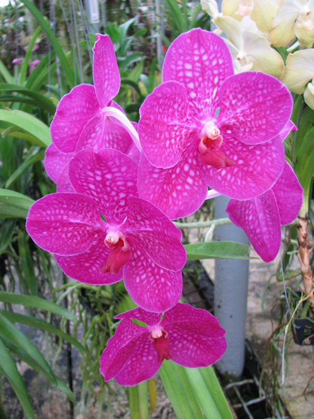 Vanda Siriporn Pink.jpg