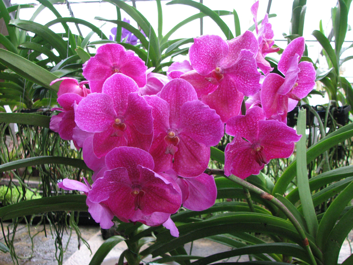 Vanda Kultana Fantasy.jpg