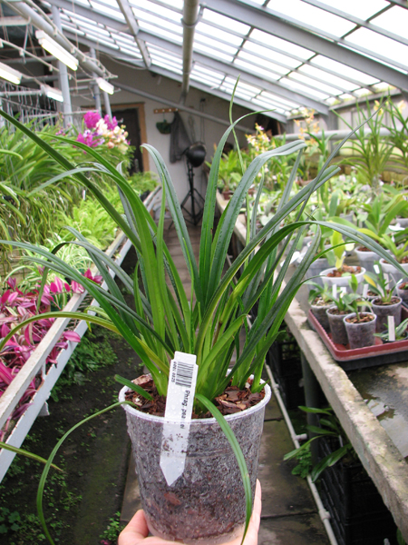 Phragmipedium pearcei.jpg