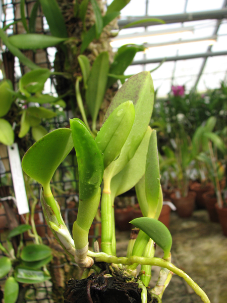 Laelia pumila 'Topázio Vermelho' (Z-71) x Laelia pumila 'Granada'.jpg