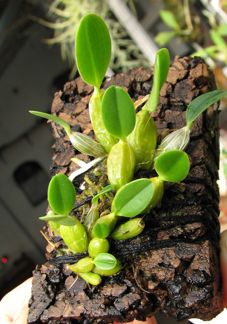 Dendrobium jenkinsii.jpg