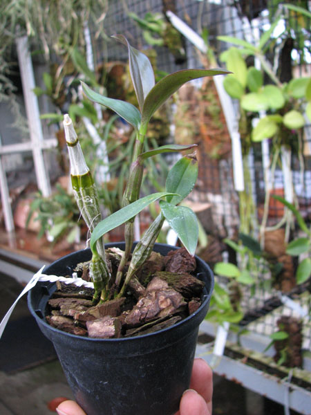 Dendrobium harveyanum.jpg