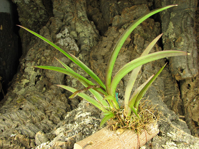 Oncidium (Tolumnia) Jairak Hybrids.jpg