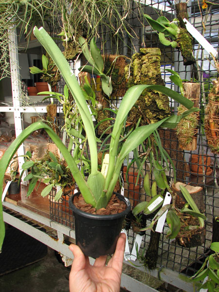 Odontonia Memoria Martin Orenstein 'Lulu'.jpg