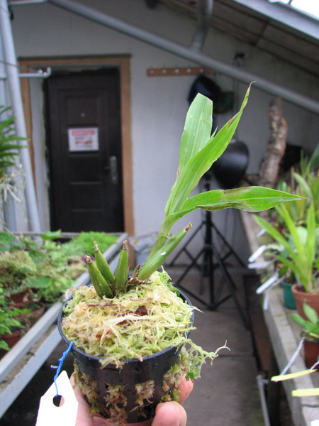 Paphinia cristata.jpg