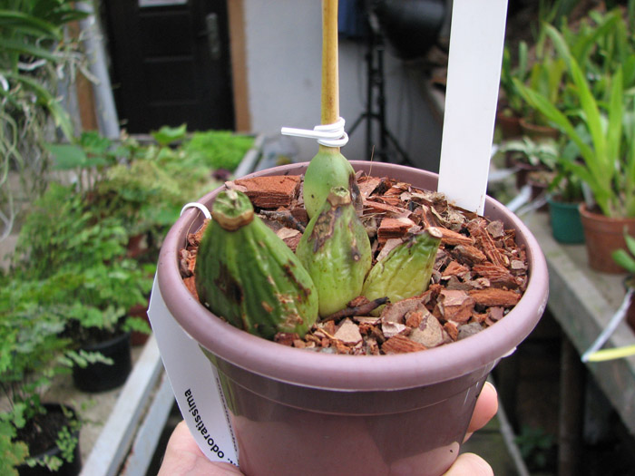 Houlletia odoratissima.jpg