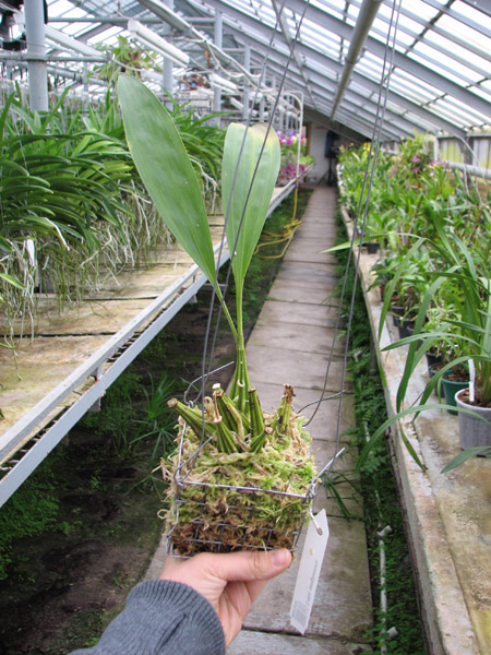 Coryanthes senghasiana.jpg