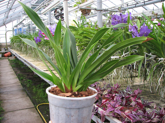 Phragmipedium Eumelia Arias (kovachii x schlimii).jpg