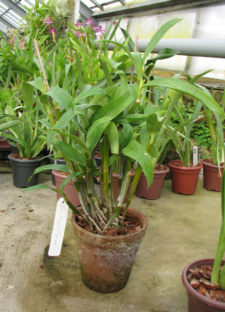 Dendrobium thyrsiflorum.jpg