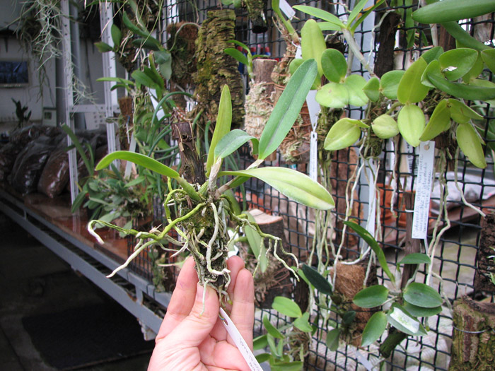 Sophrocattleya Pearllouis.jpg