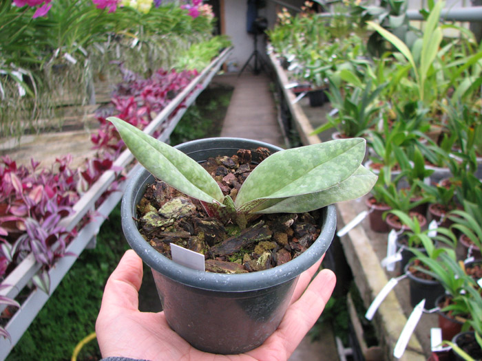 Paphiopedilum venustum.jpg