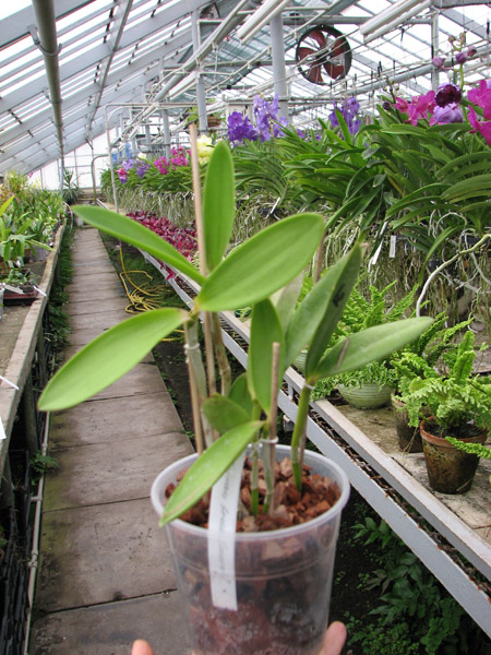 Cattleya Taiwan Green Emerald.jpg