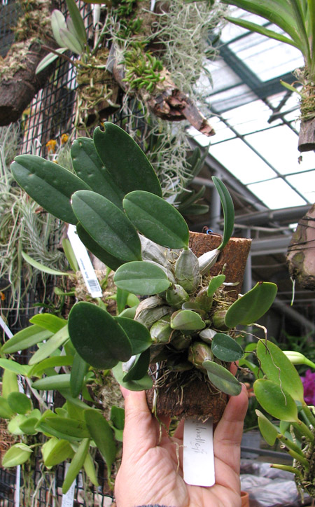 Dendrobium lindleyi.jpg