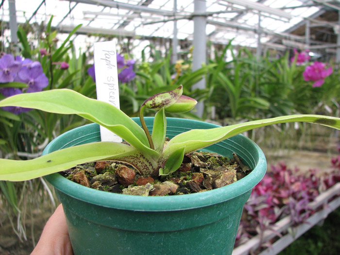 Paphiopedilum spicerianum.jpg
