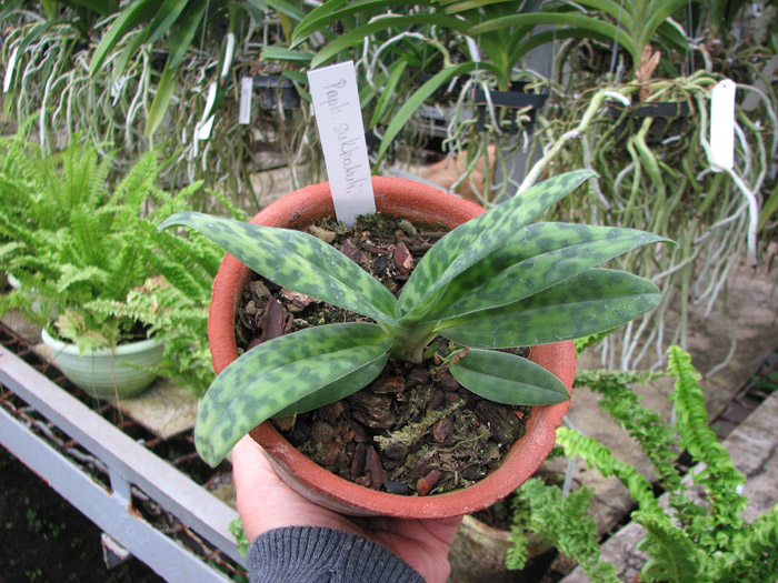 Paphiopedilum sukhakulii.jpg