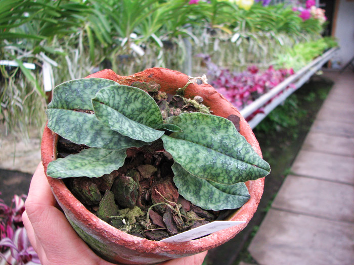 Paphiopedilum malipoense.jpg