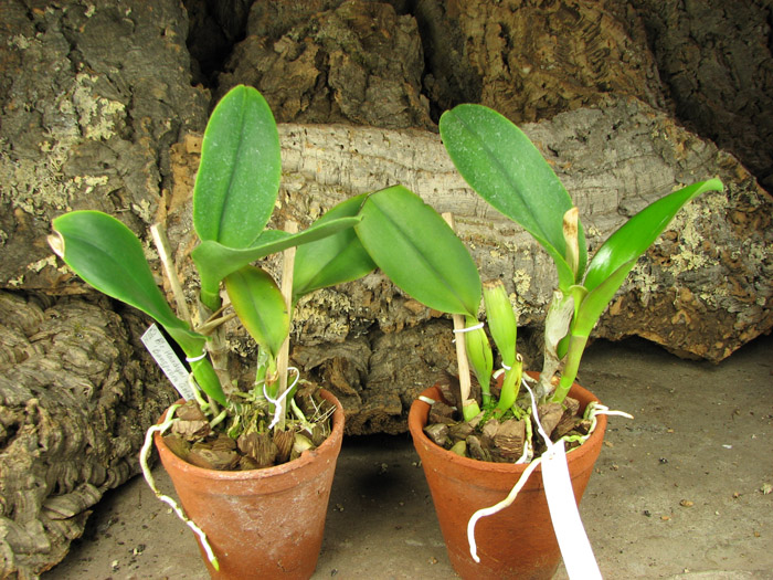 Brassolaeliocattleya Haadyai Delight 'Bangprom Gold'.jpg