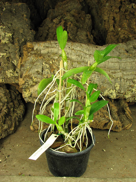 Dendrobium nobile.jpg