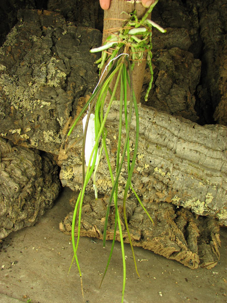 Seidenfadenia mitrata.jpg