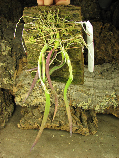 Coilostylis parkinsonianum.jpg