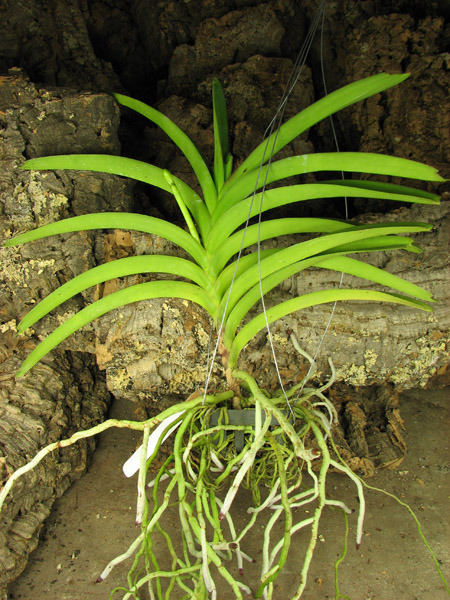 C цветоносом