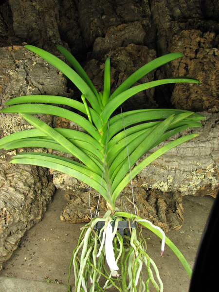 C цветоносом