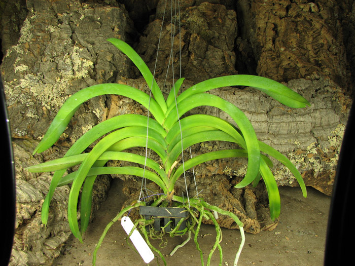 Без цветоноса