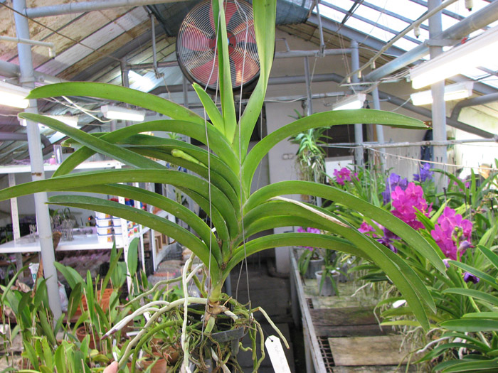 Ascocenda Pak Hai x Vanda Dr Anek.jpg