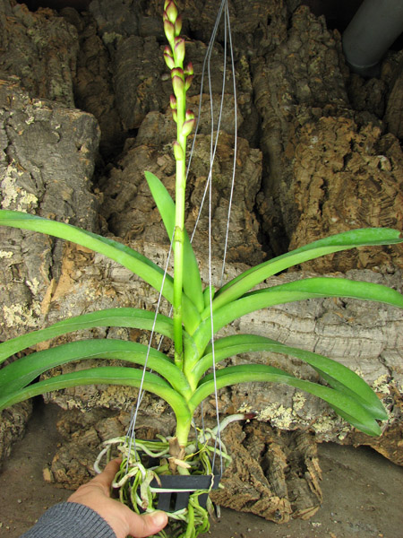 Renanthera philippinensis x Vanda Doctor Anek.jpg
