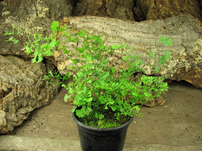 Adiantum capillus-veneris var crispa.jpg