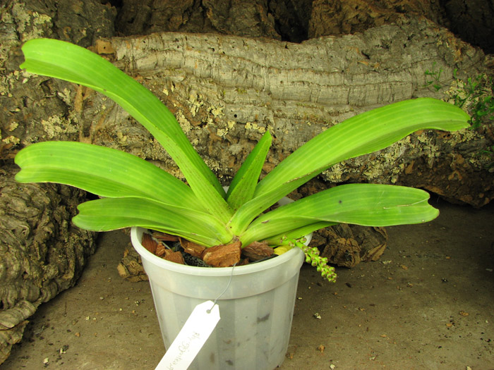 Rhynchostylis gigantea spot.jpg