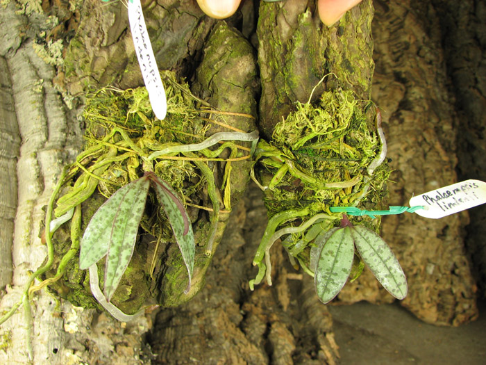 Phalaenopsis lindenii.jpg