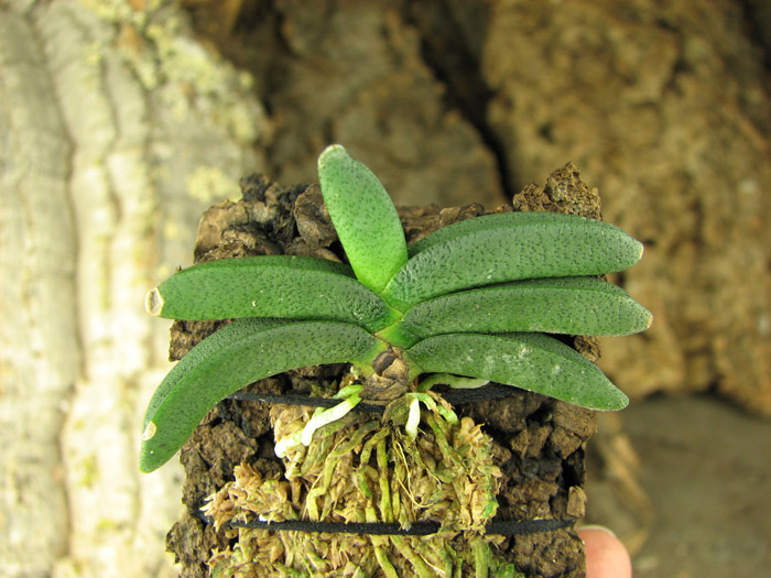 Angraecum aloifolium.jpg