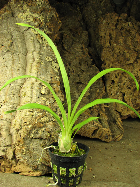 Catamodes Jumbo Riot 'Sunrise'.jpg