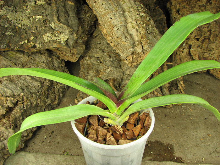 Rhynchostylis gigantea red.jpg