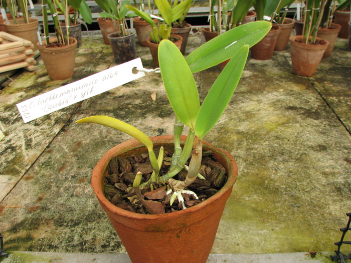 Cattleya lueddemanniana alba 'Candia' x SELF.jpg