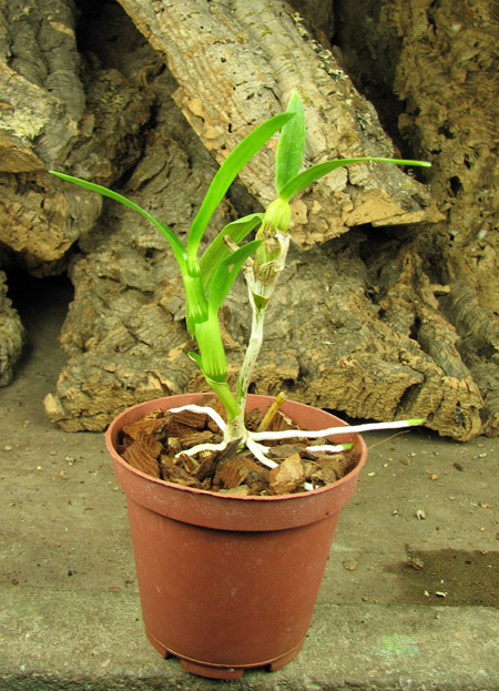 Dendrobium nobile yellow 'Dark Eye'.jpg
