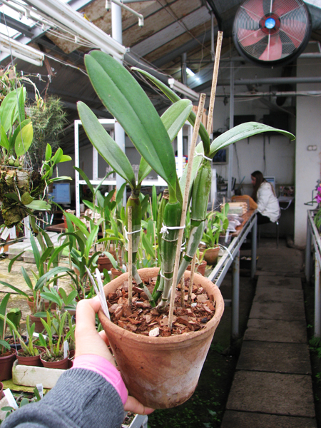 Cattleya violacea.jpg