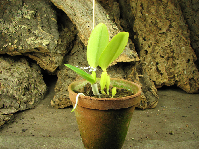 Cattleya labiata coerulea 'Titi' (Z-185) x Cattleya labiata coerulea 'Blue Sky' (Z-185).jpg