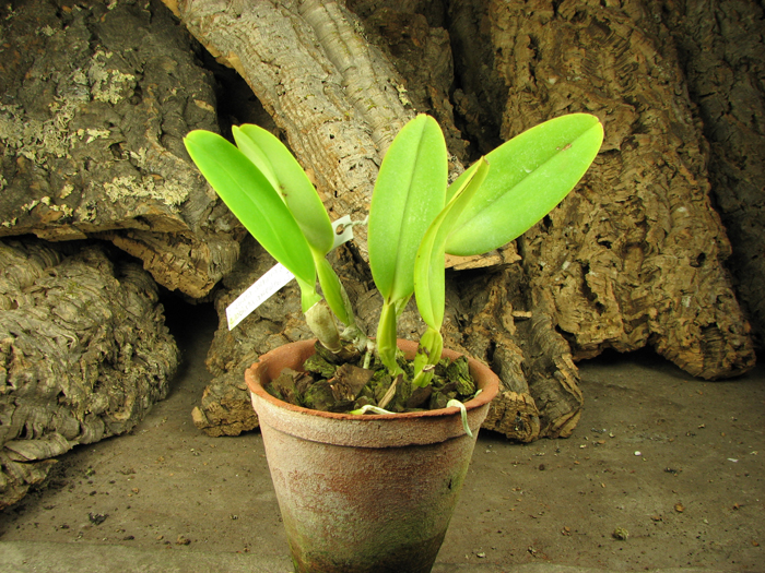Cattleya labiata coerulea 'Z-185' XXX x Cattleya labiata coerulea 'Junior'.jpg