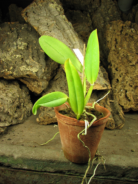 Cattleya labiata coerulea violeta 'Lourival' x Cattleya labiata coerulea 'Vera Micelli'.jpg